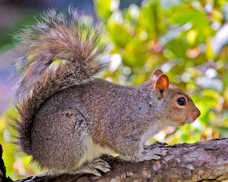 500px provided description: Bushy Tail [#animal ,#squirrel ,#mammal ,#organism]