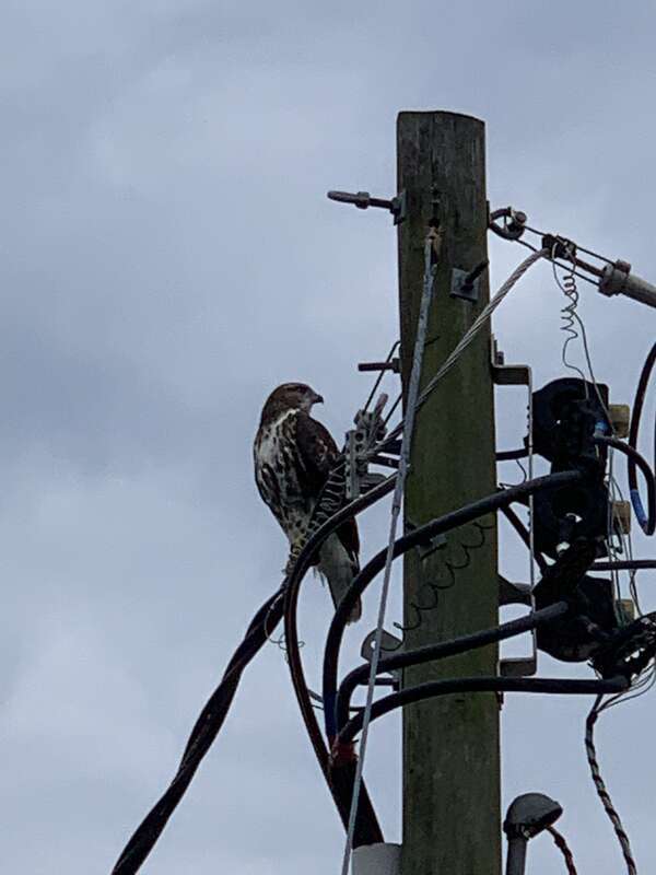 Florida Red-tailed Hawk (Buteo jamaicensis umbrinus)