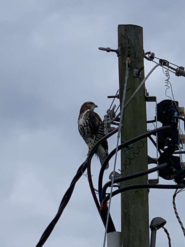 Florida Red-tailed Hawk (Buteo jamaicensis umbrinus)