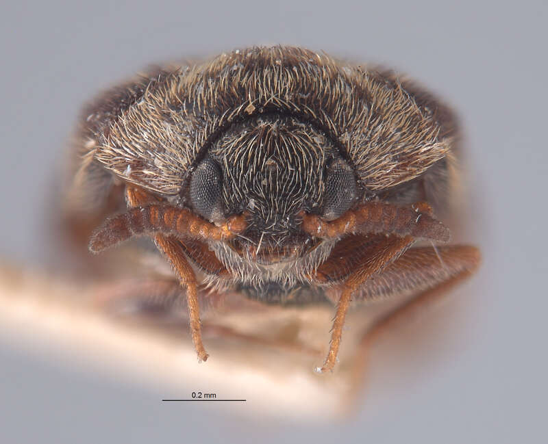 Catalog #: CASTYPE8218
Occurrence ID: CASTYPE8218
Taxon: Trogoderma sternale maderae Beal, 1954
Family: Dermestidae
Determiner: Richard S. Beal, Jr.
Type Status: holotype
Collector: E. Gorton Linsley
Date: 1944-04-15
Verbatim Date: iv-15-44
Locality: