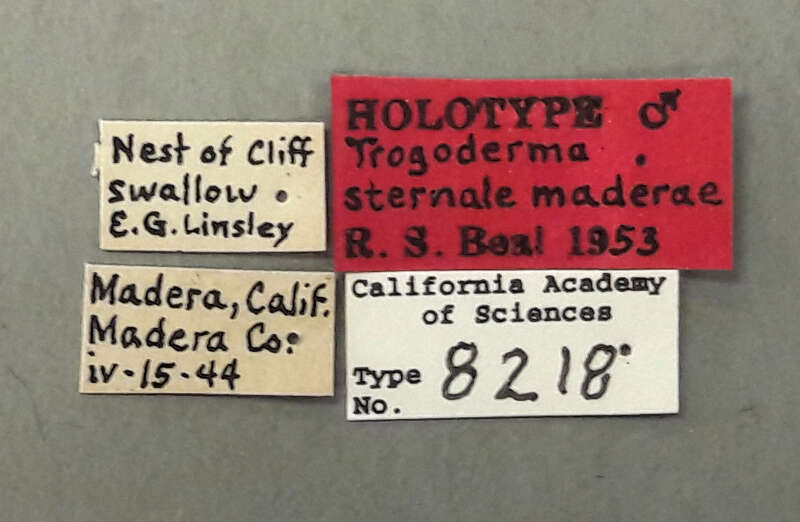 Catalog #: CASTYPE8218
Occurrence ID: CASTYPE8218
Taxon: Trogoderma sternale maderae Beal, 1954
Family: Dermestidae
Determiner: Richard S. Beal, Jr.
Type Status: holotype
Collector: E. Gorton Linsley
Date: 1944-04-15
Verbatim Date: iv-15-44
Locality: