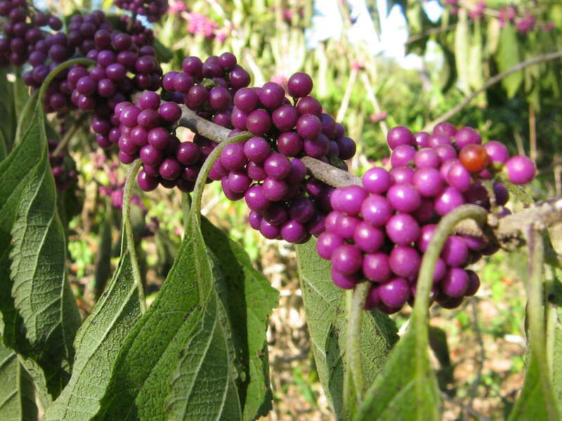 Beautyberry (Callicarpa americana), picture taken in Manatee Park, Ft Myers, Florida, USA.