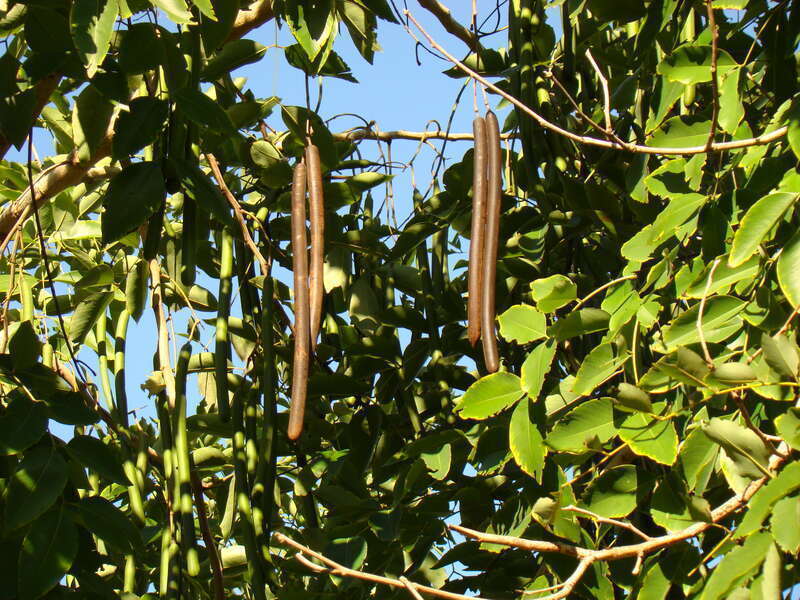 Dried fruits are hanging from a Golden Shower tree (Cassia Fistula / Fabaceae) at the Palma Sola Botanical Park, Bradenton, Florida.