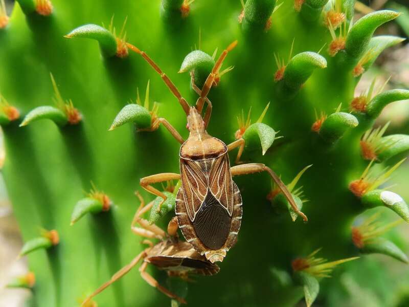 Prickly Pear Bug (Chelinidea tabulata)