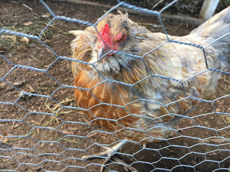 Site: Brooklyn Grange Rooftop Farm LIC