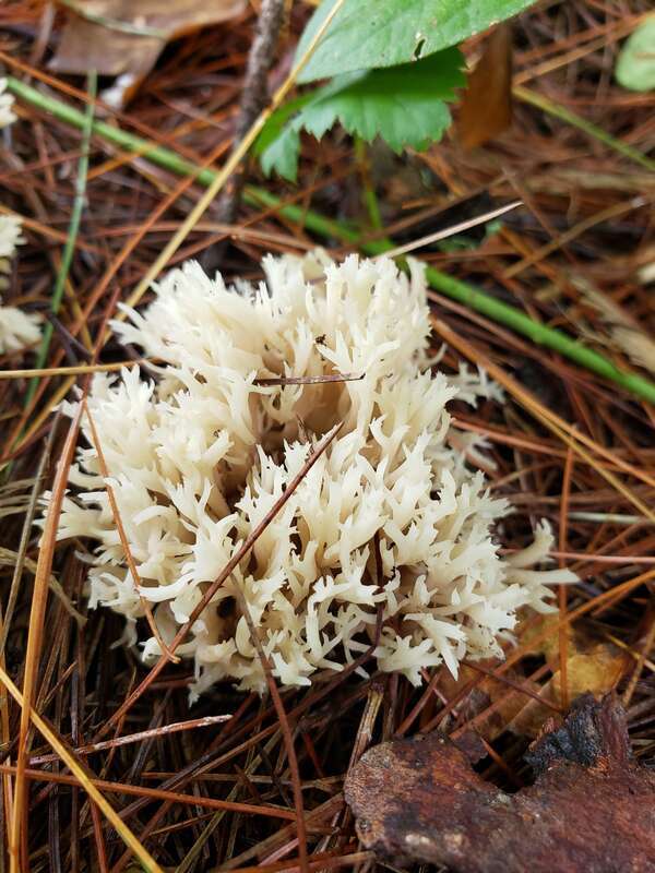 White Coral Fungus (Clavulina coralloides)