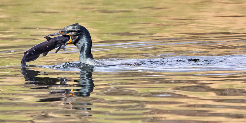 500px provided description: Fun to watch this bird figuring out how to get the fish down its throat. [#bird ,#nature ,#animal ,#fish ,#wildlife ,#wild ,#eating]