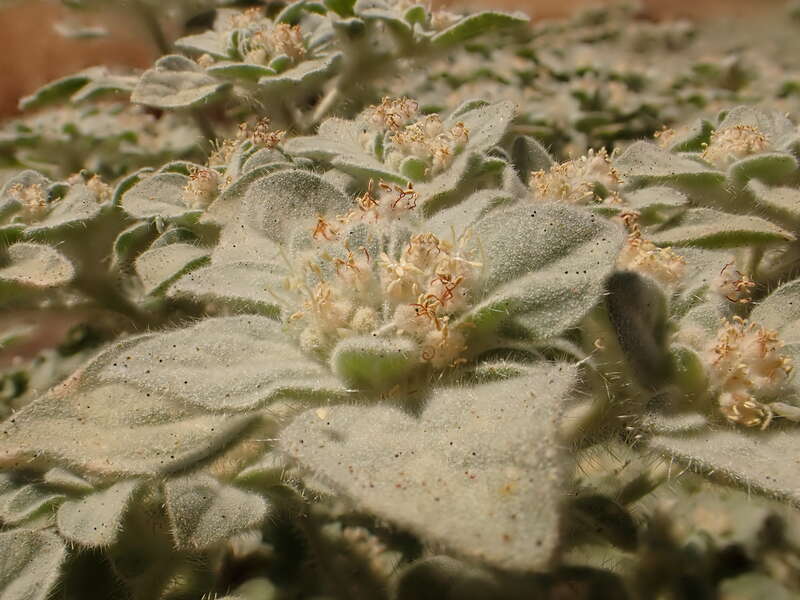 Turkey mullein consistently abundant over the decades along the American River trail system in the Sacramento area of California.
