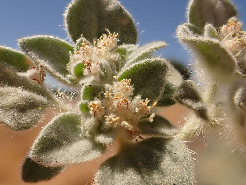 Turkey mullein consistently abundant over the decades along the American River trail system in the Sacramento area of California.