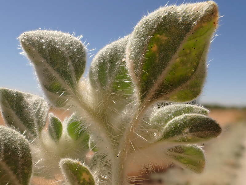 Turkey mullein consistently abundant over the decades along the American River trail system in the Sacramento area of California.
