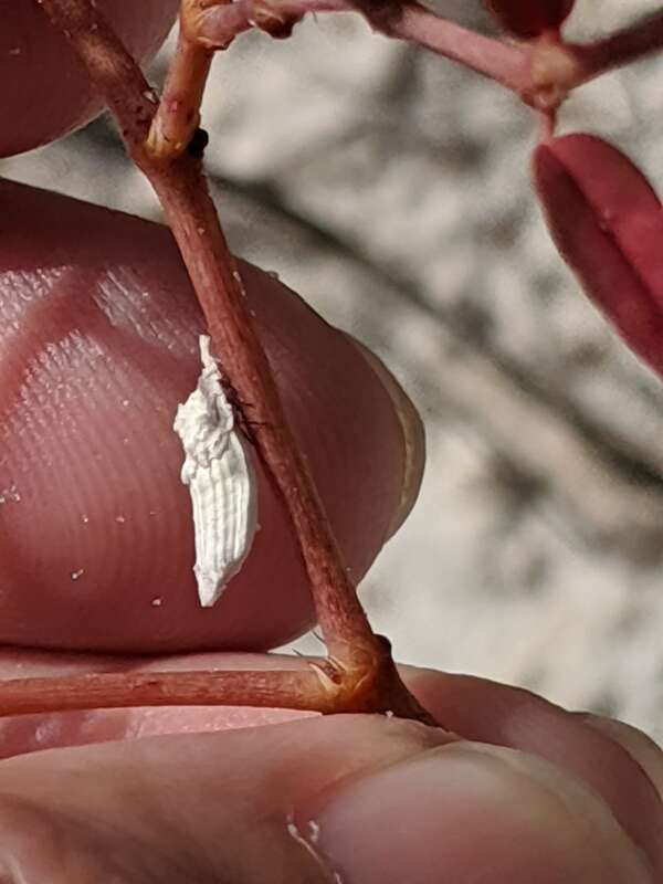 Genista's Giant Scale Insect (Crypticerya genistae)