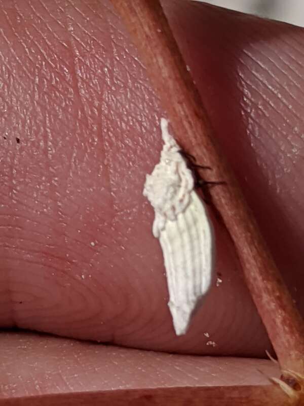 Genista's Giant Scale Insect (Crypticerya genistae)