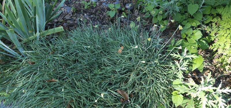 Curly chives in the herb harden at Meadowbrook Park in Urbana, Illinois