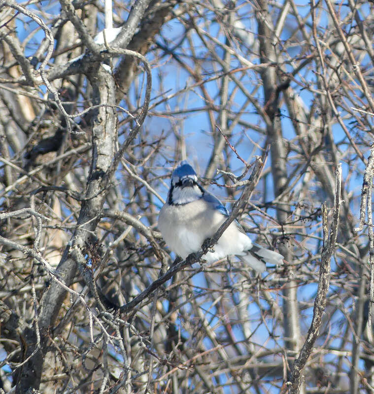 Blue Jay Cyanocitta cristata cyanotephra, Washington Park, Denver, Colorado, USA.