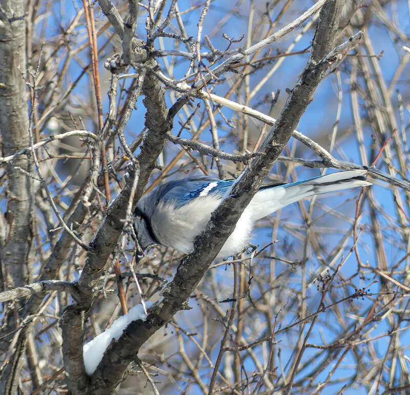 Blue Jay Cyanocitta cristata cyanotephra, Washington Park, Denver, Colorado, USA.