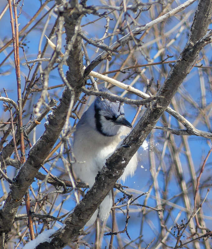 Blue Jay Cyanocitta cristata cyanotephra, Washington Park, Denver, Colorado, USA.