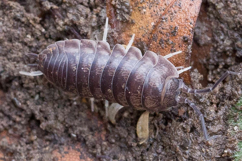 Curly Woodlouse (Cylisticus convexus) in Franklin, Ohio, United States