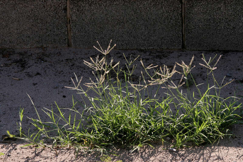 Cynodon dactylon on Solano Dr. in Las Cruces, 32.290 -106.755, Doña Ana County, New Mexico, 11 Sep 2005.