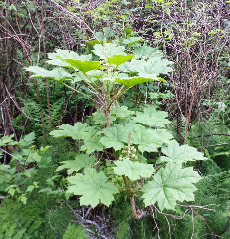 Devil's club (Oplopanax horridus)
Seen  growing next to a ditch on a walk in Lake Forest Park, Washington

IMG_20150507_184807