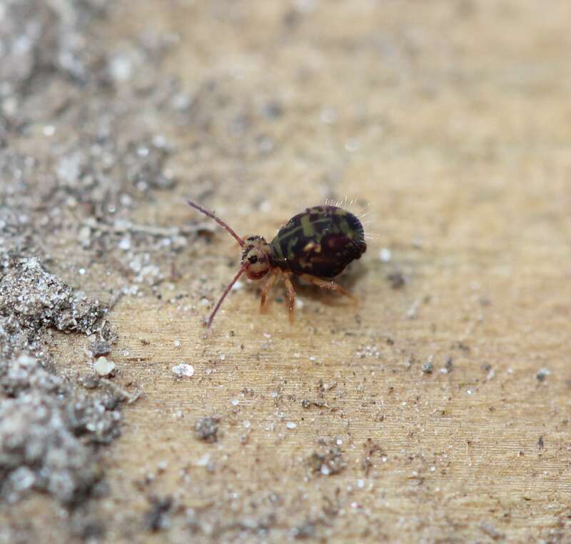 Dicyrtomina minuta