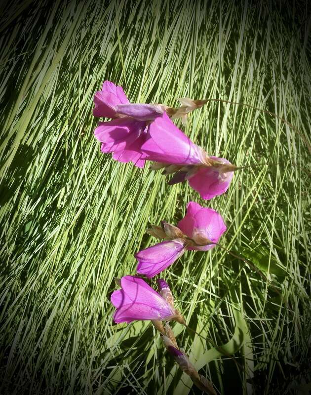 Dierama pulcherrimum, Gamble Garden, Palo Alto