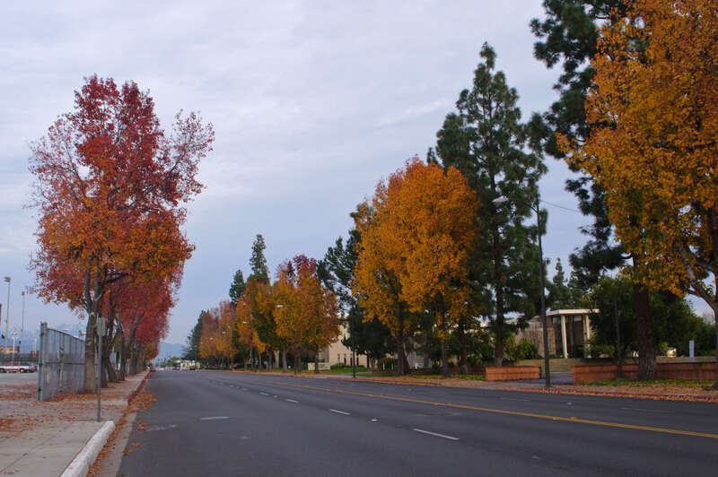 Doing a Christmas afternoon photo session on the campus of Arcadia High School.
Arcadia is located just east of Pasadena, and 20 miles northeast of Los Angeles; thanks to Arcadia being home to Santa Anita Racetrack, Arcadia's public schools are well