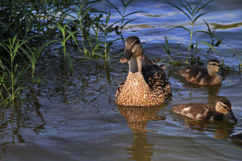 I like how her feathers reflect the light