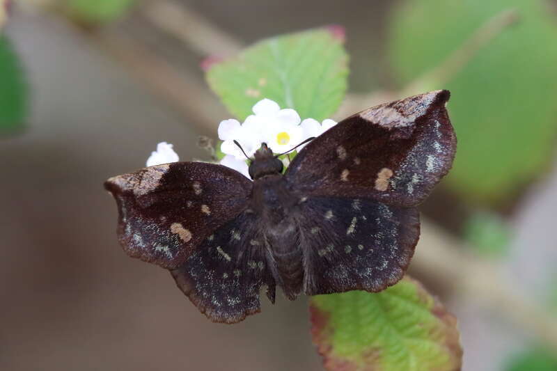 Sickle-winged Skipper (Eantis tamenund)