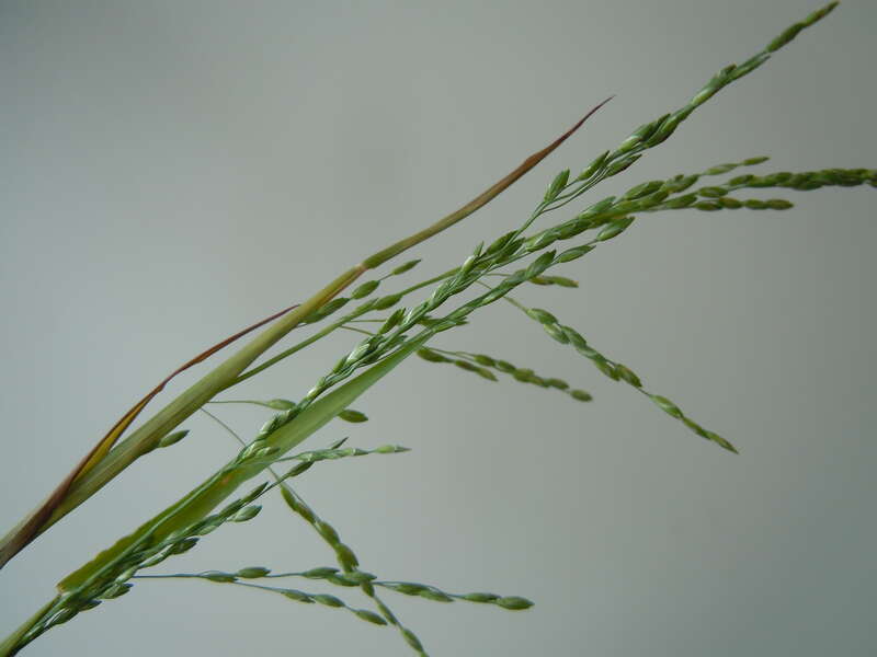The spikelets comprise a pair of glumes and a pair of sterile florets that enfold the single fertile floret. The upper (longer) sterile floret bears the transverse corrugations. [Photo of M. Schmidt collections.]