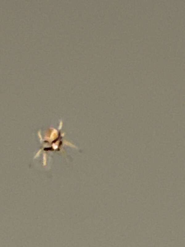 Tropical Orbweaver (Eriophora ravilla)