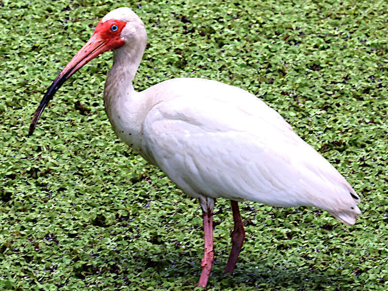 American white ibis seen from the boardwalk in Loxahatchee National Wildlife Refuge, Boynton Beach