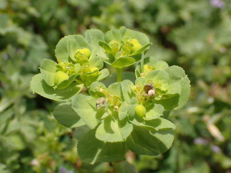 Sun spurge (Euphorbia helioscopia)