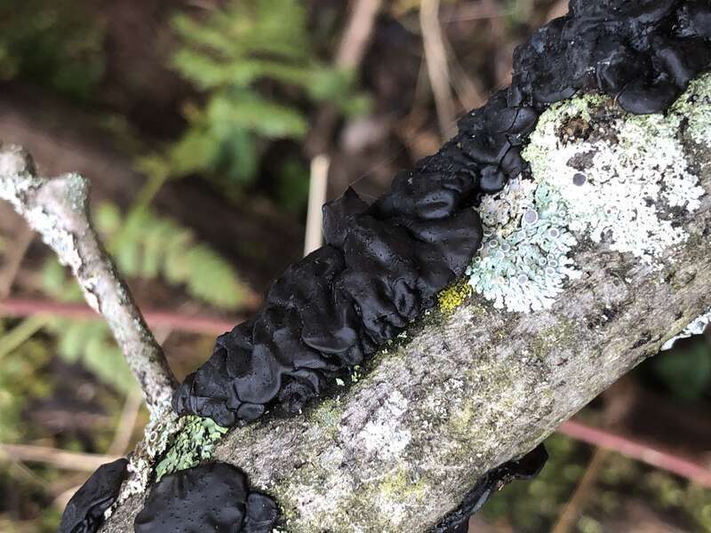 Black Witches' Butter (Exidia glandulosa)
