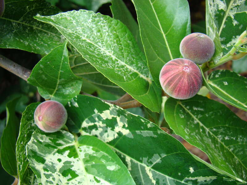 Figs on a variegated fig Ficus aspera 'Parcellii' (Moraceae) tree in Flamingo Gardens, Davie, Florida.