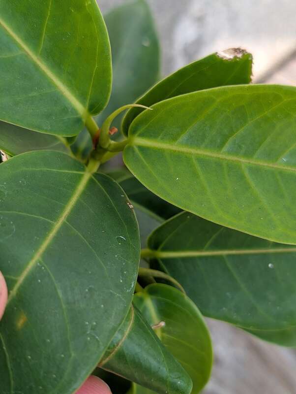 Florida Strangler Fig (Ficus aurea) in the United States