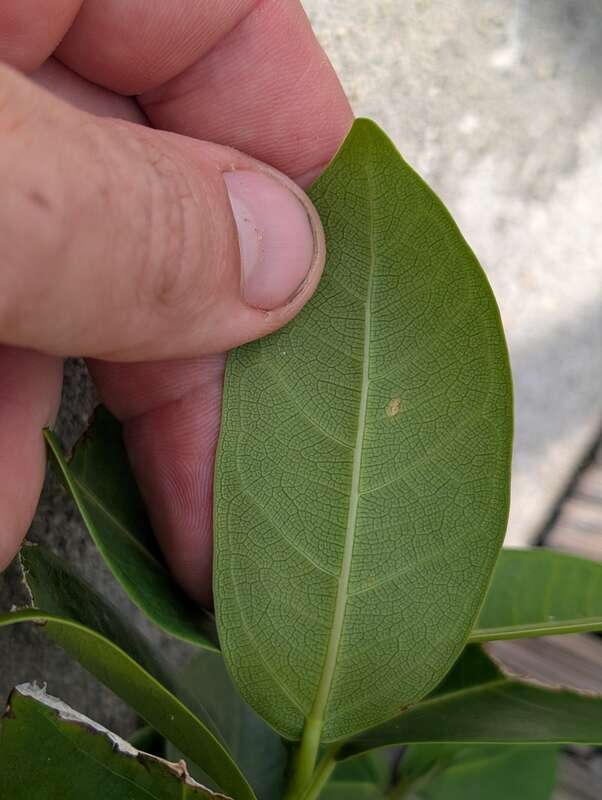 Florida Strangler Fig (Ficus aurea) in the United States