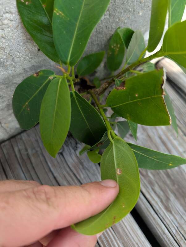Florida Strangler Fig (Ficus aurea) in the United States