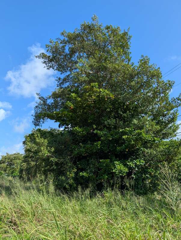 Florida Strangler Fig (Ficus aurea) in the United States