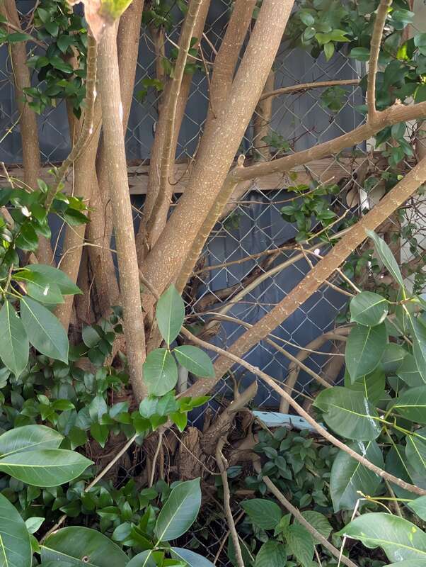 Florida Strangler Fig (Ficus aurea) in the United States