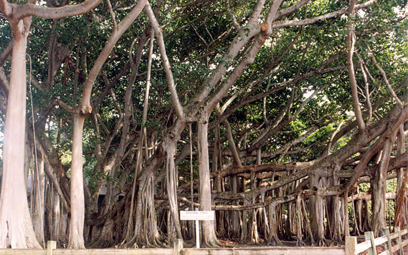 This banyan tree was given to Thomas Edison by Harvey Firestone, the founder of the tire company and a longtime friend of Edison's.  It was shipped from India in the early 1920s.  It was 4 ft (1.2 m) high when it was planted on the grounds of