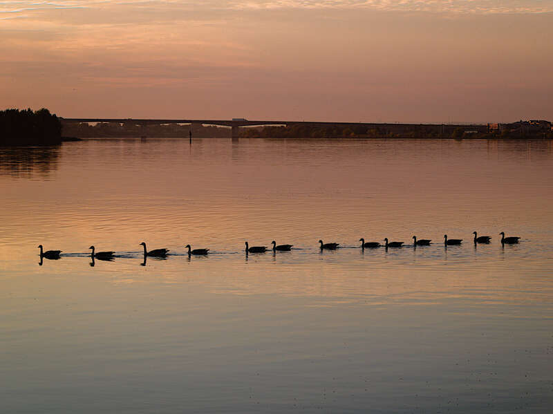 Yes, I know it's get your ducks in a row but unfortunately the ducks were nowhere to be found!
This was an early morning shot on the Columbia River in Richland Washington.  I was there for work, staying at the Holiday Inn and the river ran right