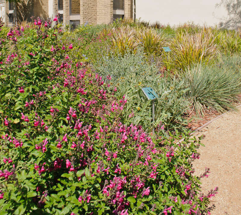 A demonstration dry-climate garden at Glendora Civic Center, with plants provided by the City of Monrovia, three towns to the west on Route 66.
I am paying a visit to Glendora, located along the old Route 66 at the eastern edge of San Gabriel Valley,