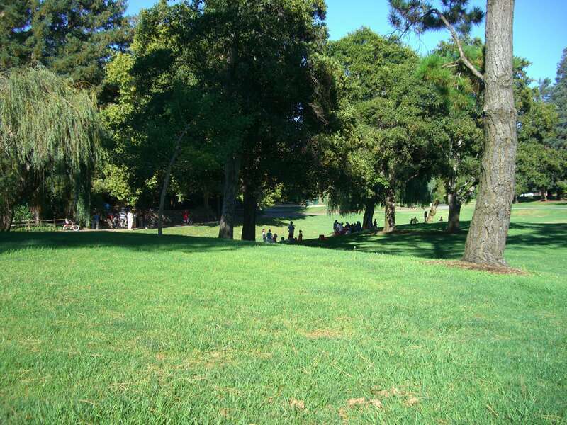 grassy knoll with trees