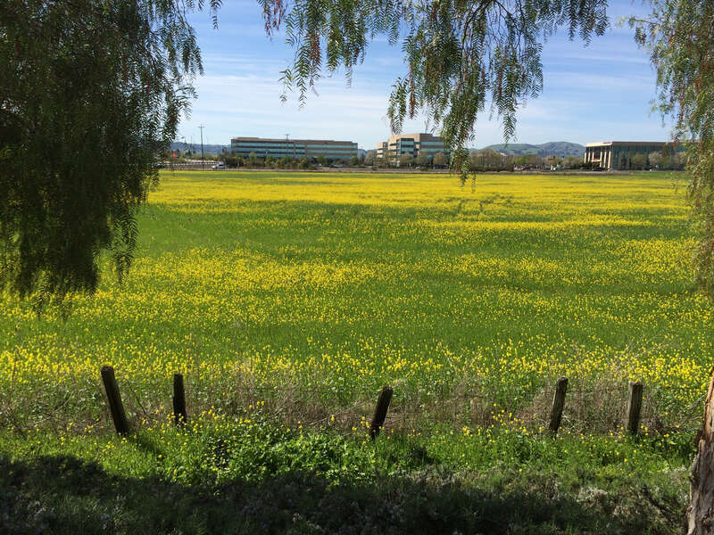 500px provided description: Mustard field in Dublin, CA [#city ,#spring ,#mustard field]