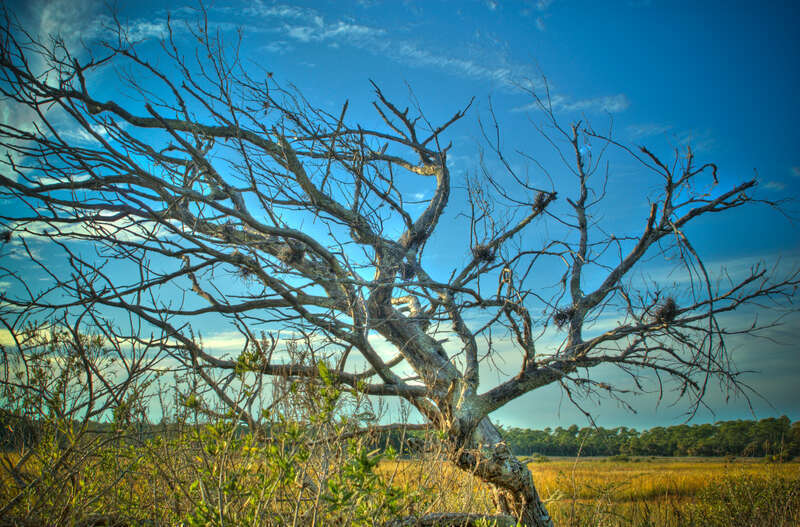 HDR Tree at Spruce Creek Park