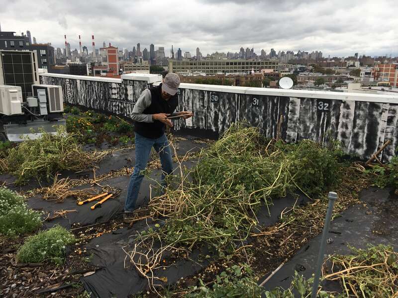 Site: Brooklyn Grange Rooftop Farm - LIC