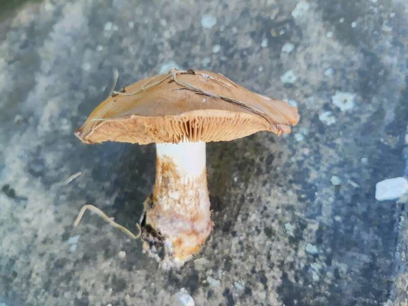 Poison Pie (Hebeloma crustuliniforme)