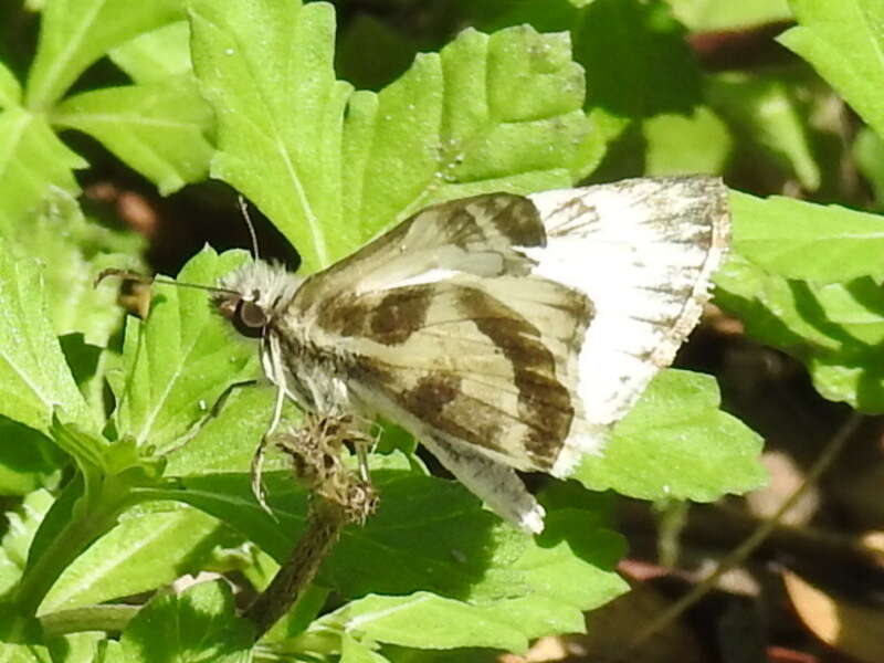 Turk's-cap White-Skipper (Heliopetes macaira)