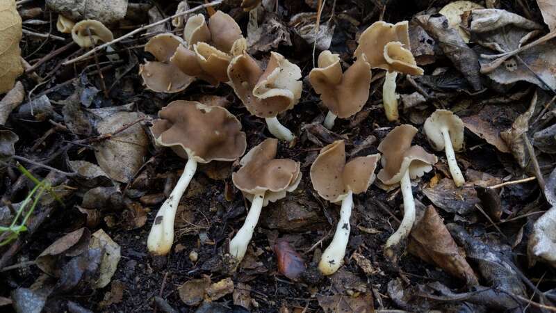 Photo of Helvella compressa uploaded from iNaturalist.