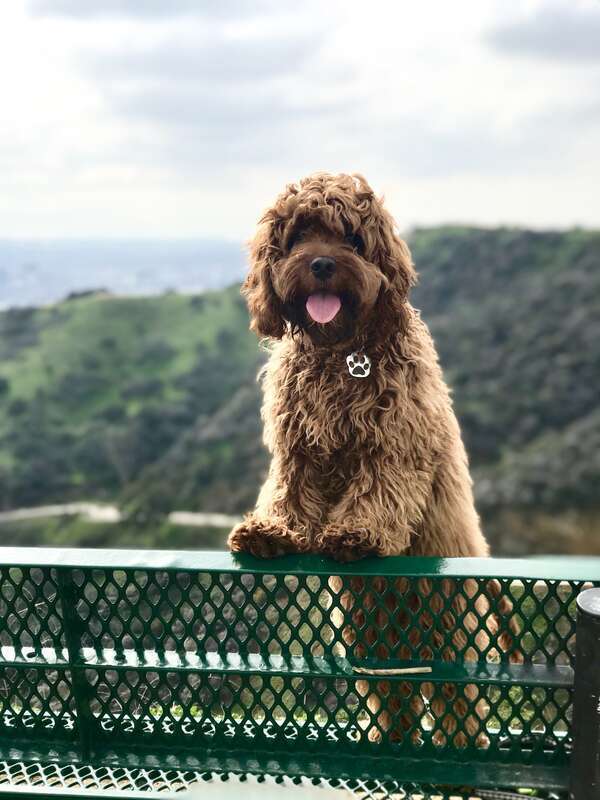 7 mos  American Male cockapoo